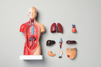 Flat lay composition with human anatomy mannequin and internal organs on grey background