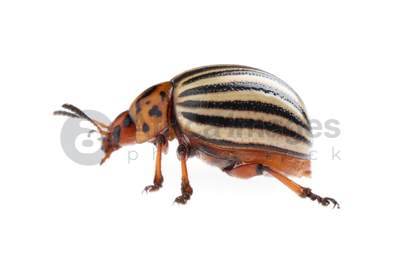 Photo of One colorado potato beetle isolated on white