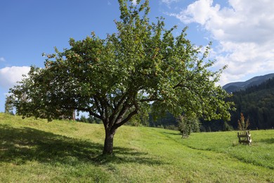 Big apple tree on green meadow near mountain forest