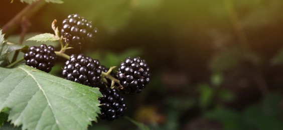 Photo of Branch with blackberries on bush in garden, closeup