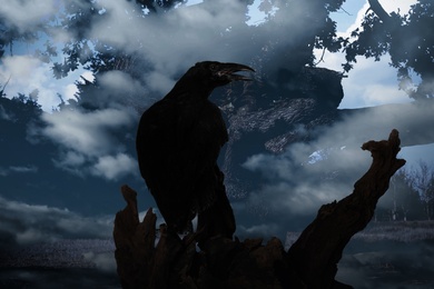 Image of Black crow croaking in creepy misty forest. Fantasy world