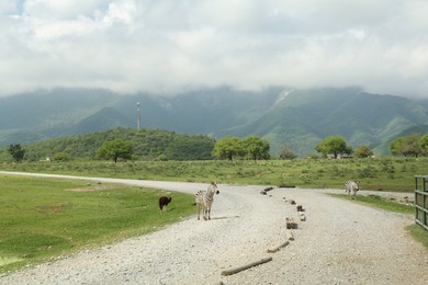 Picturesque view of safari park with animals and mountains