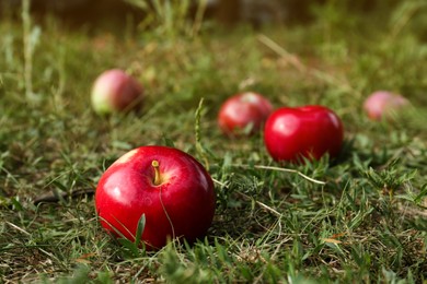 Delicious ripe apples on grass in garden