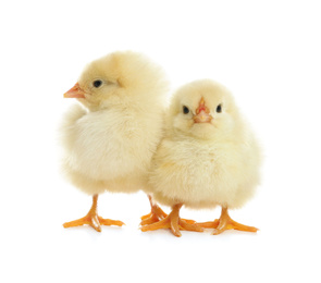 Cute fluffy baby chickens on white background
