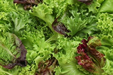 Photo of Different sorts of lettuce as background, top view