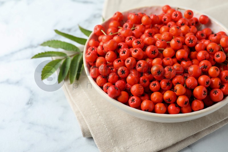 Fresh ripe rowan berries in bowl on white marble table