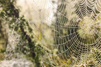 Closeup view of spider web with dew drops outdoors