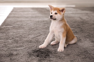 Adorable akita inu puppy near puddle on carpet indoors