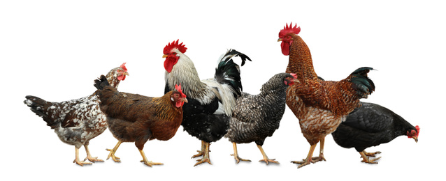 Image of Beautiful chickens and roosters on white background