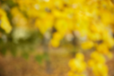 Blurred view of autumn foliage outdoors. Bokeh effect