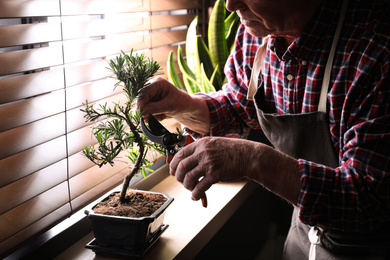 Senior man taking care of Japanese bonsai plant near window indoors, closeup. Creating zen atmosphere at home