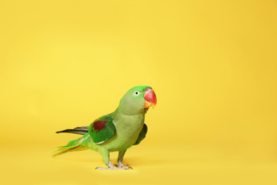 Photo of Beautiful Alexandrine Parakeet on yellow background. Space for text
