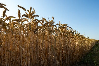 Beautiful agricultural field with ripening wheat crop under blue sky