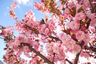 Delicate spring pink cherry blossoms on tree against blue sky