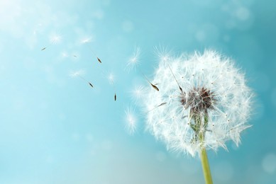 Beautiful puffy dandelion and flying seeds against blue sky on sunny day 