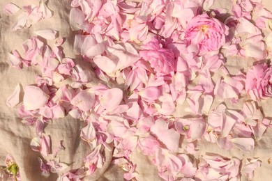 Photo of Beautiful tea rose petals on beige fabric, flat lay