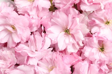 Beautiful pink sakura tree blossoms as background, closeup
