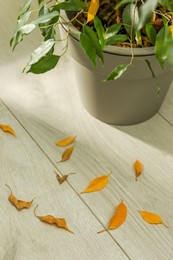 Fallen yellow leaves on floor near houseplant indoors
