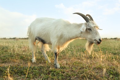 Photo of White goat grazing on pasture. Animal husbandry