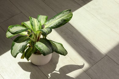 Beautiful green houseplant casting shadow on wooden floor indoors. Space for text