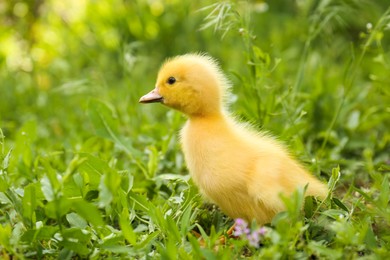 Photo of Cute fluffy duckling on green grass outdoors. Baby animal