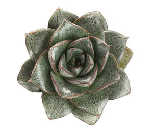 Beautiful succulent on white background, top view