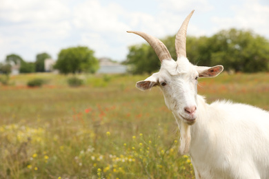 Photo of Beautiful white goat in field, closeup. Animal husbandry