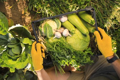 Photo of Man harvesting different fresh ripe vegetables on farm, top view