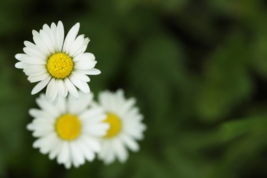 Beautiful tender daisy flowers growing outdoors, closeup. Space for text