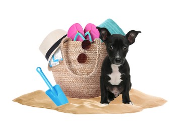 Cute puppy and summer vacation items on sand against white background. Travelling with pet