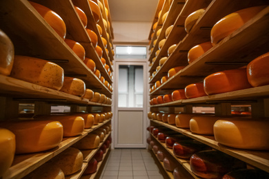 Photo of Fresh cheese heads on racks in factory warehouse