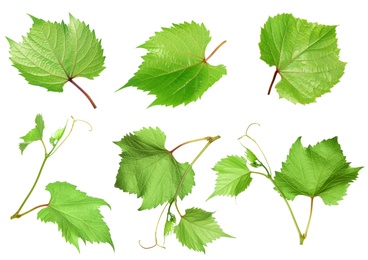 Set of green grape leaves on white background
