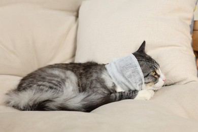 Cute cat with ear wrapped in medical bandage on sofa indoors