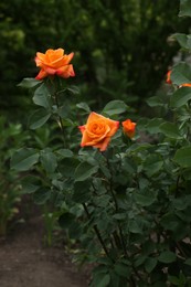 Beautiful blooming rose bush with orange flowers outdoors