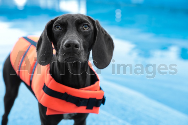 Dog rescuer wearing life vest in swimming pool outdoors, closeup