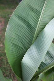 Photo of Beautiful green leaf of banana plant outdoors, closeup. Tropical vegetation