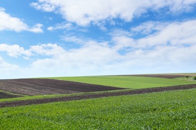 Photo of Beautiful view of agricultural field with ripening cereal crop
