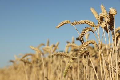 Photo of Beautiful agricultural field with ripening wheat under blue sky, closeup. Space for text