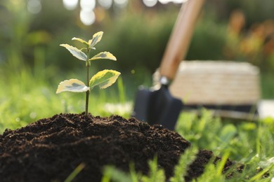 Photo of Seedling growing in fresh soil outdoors. Planting tree
