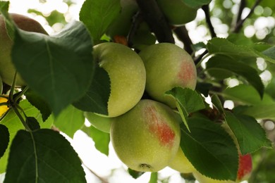Photo of Apples and leaves on tree branch in garden, closeup