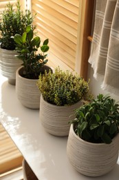 Different potted herbs on wooden table indoors