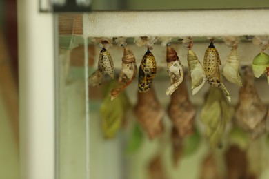 Many different pupaes at butterfly house, closeup