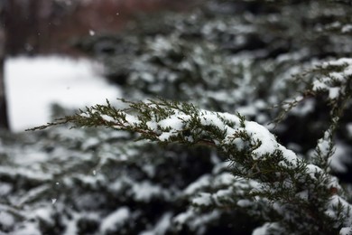Branch of coniferous tree covered with snow, closeup