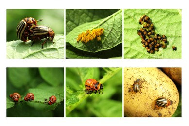 Collage with different photos of Colorado potato beetles on green leaves