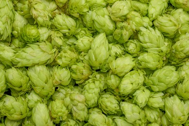 Photo of Fresh green hops as background, top view