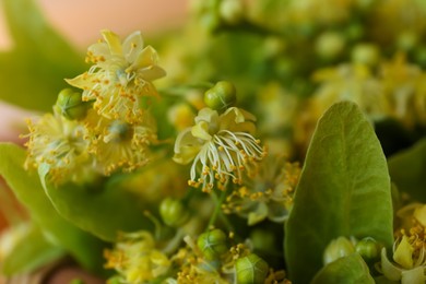 Photo of Beautiful linden blossoms and green leaves on blurred background, closeup