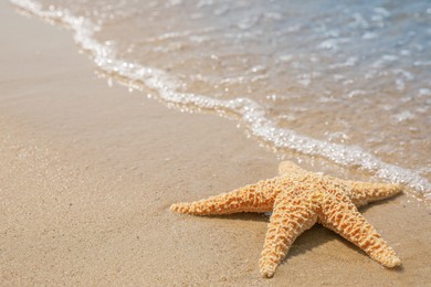 Starfish on tropical sandy beach. Space for text