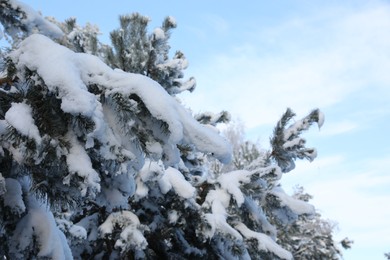 Fir branches covered with snow in winter morning