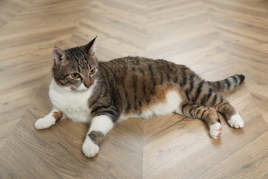 Cute cat resting on warm floor at home. Heating system