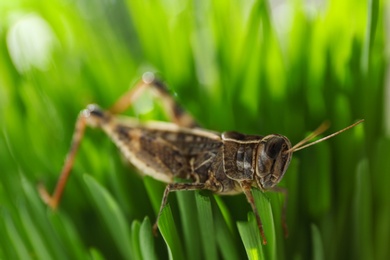 Common grasshopper on green grass outdoors. Wild insect